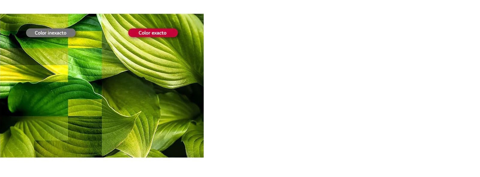 Colores Vívidos y Precisos