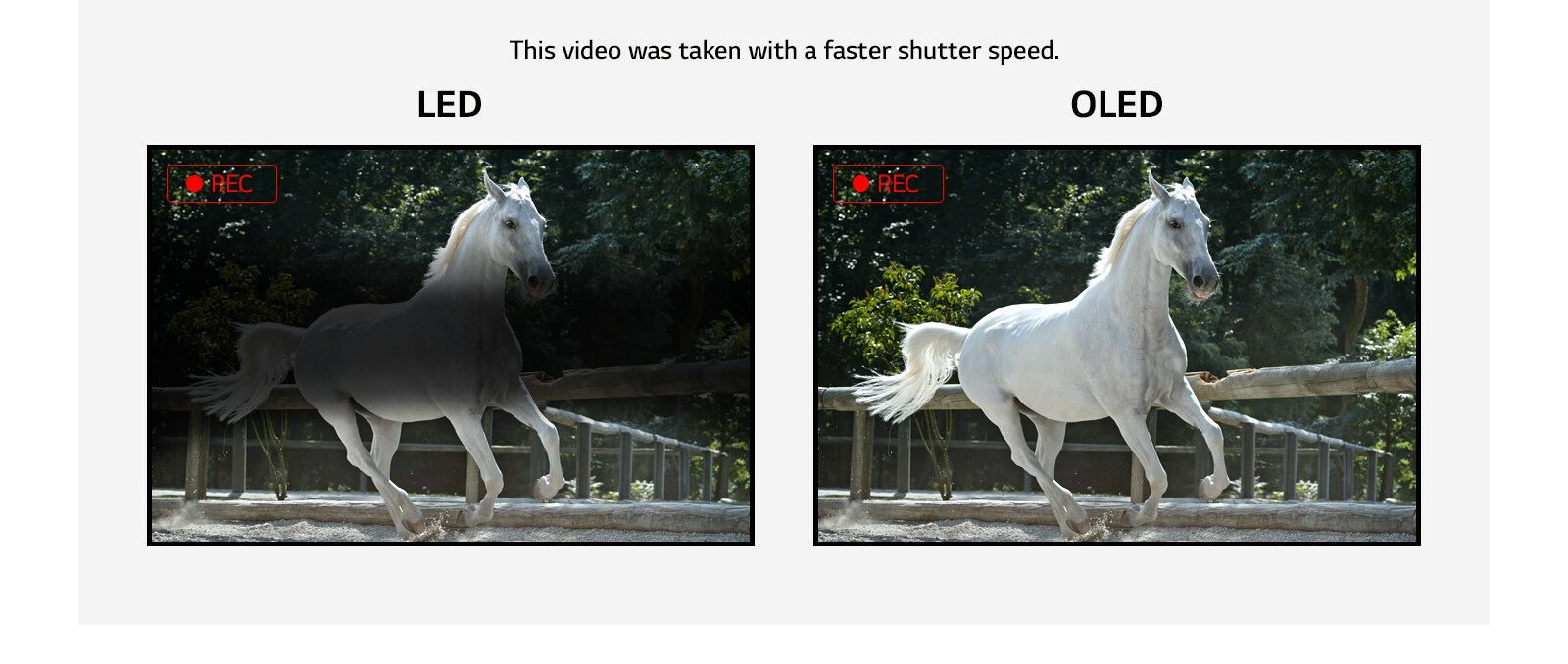 Comparación del parpadeo en una pantalla LED que muestra un parpadeo y una pantalla OLED que no parpadea al mostrar un vídeo de un caballo blanco corriendo. (reproducir video)