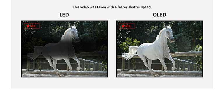 Comparación del parpadeo en una pantalla LED que muestra un parpadeo y una pantalla OLED que no parpadea al mostrar un vídeo de un caballo blanco corriendo. (reproducir video)