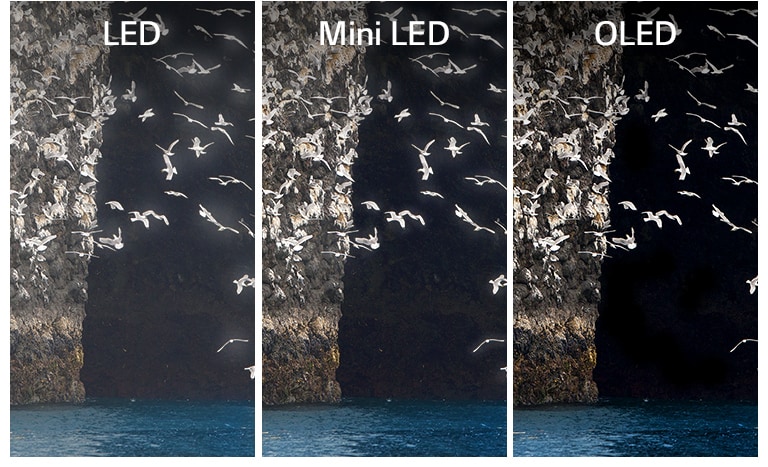 Una comparación de LED, Mini LED y OLED con una misma imagen, un pájaro batiendo las alas en el lago. El LED y el Mini LED muestran un halo alrededor de las alas del pájaro, lo que hace que parezcan poco nítidas. El OLED con el negro perfecto muestra las alas con total claridad.