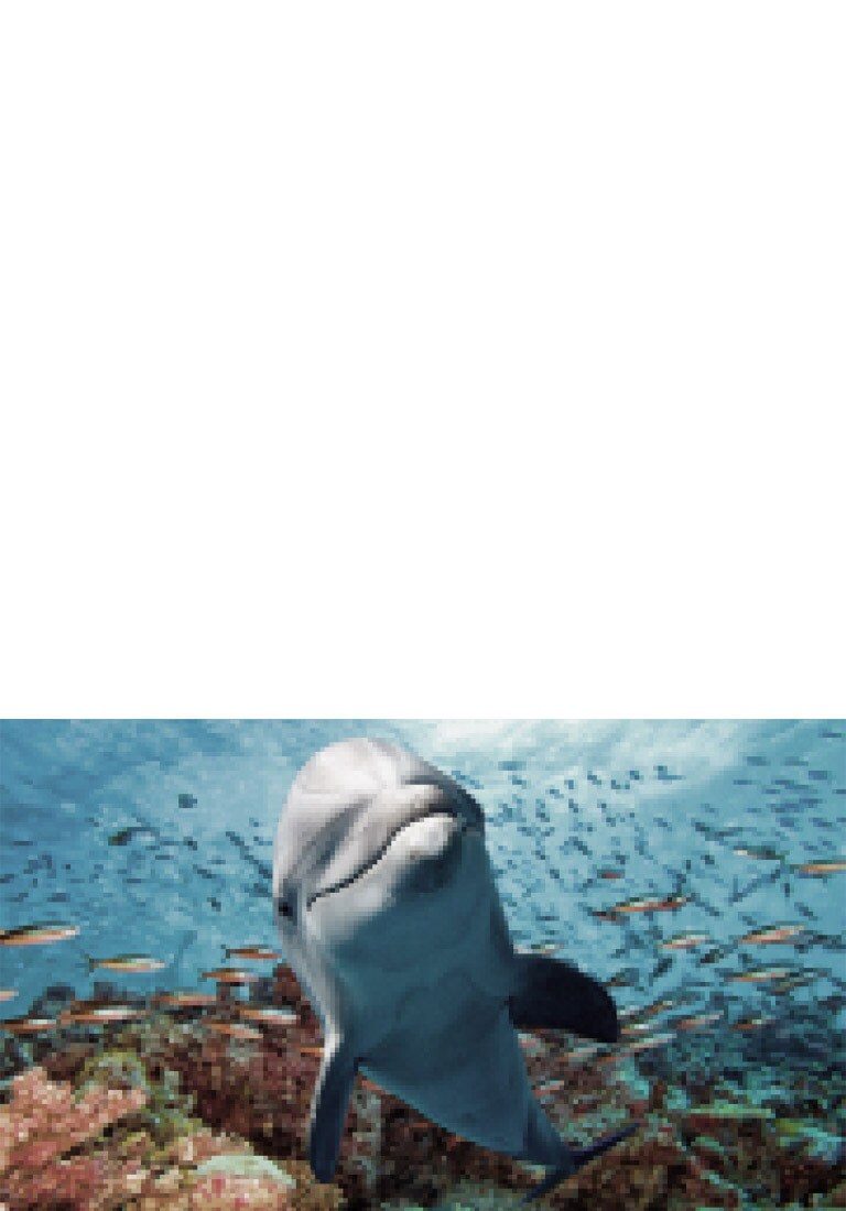 AI Picture Pro funktsiooniga LG NANO 4K UHD AI NU85 kuvab veealust stseeni delfiinist, kes ujub korallide ja kalade vahel, samal ajal kui AI tuvastab ja suurendab iga kaadri kuni 4K resolutsioonini. Seejärel suumib kaamera välja, et näidata last, kes vaatab sündmust lähedalt ja on süvenenud erksatesse detailidesse.