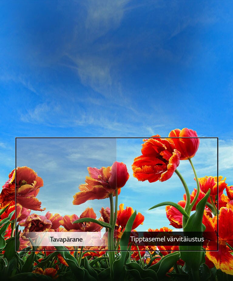 Dünaamiline värvitäiustus2