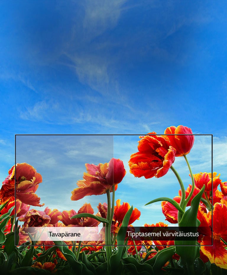 Dünaamiline värvitäiustus2