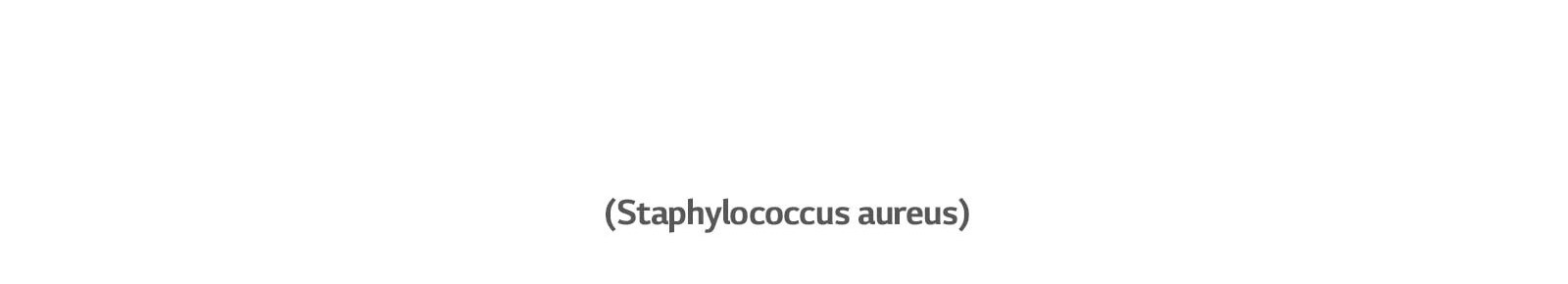 Staphylococcus aureus bakter põhjustab kõrvapõletikke.