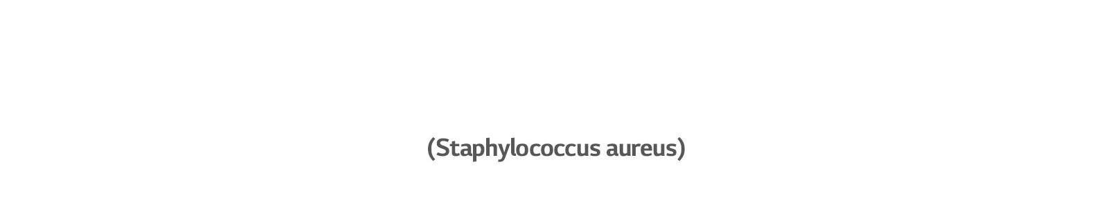 Staphylococcus aureus bakter põhjustab kõrvapõletikke.