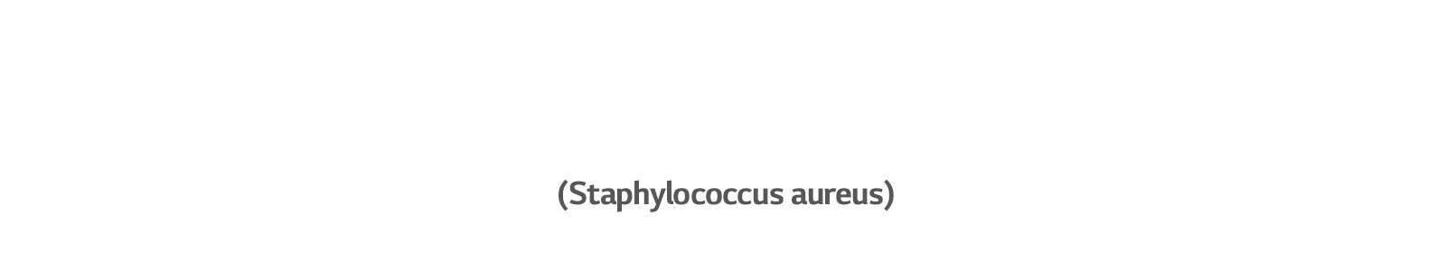 Staphylococcus aureus bakter põhjustab kõrvapõletikke.
