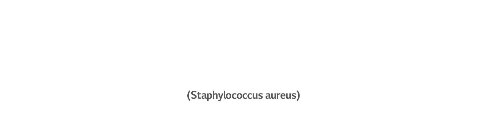 Staphylococcus aureus bakter põhjustab kõrvapõletikke.