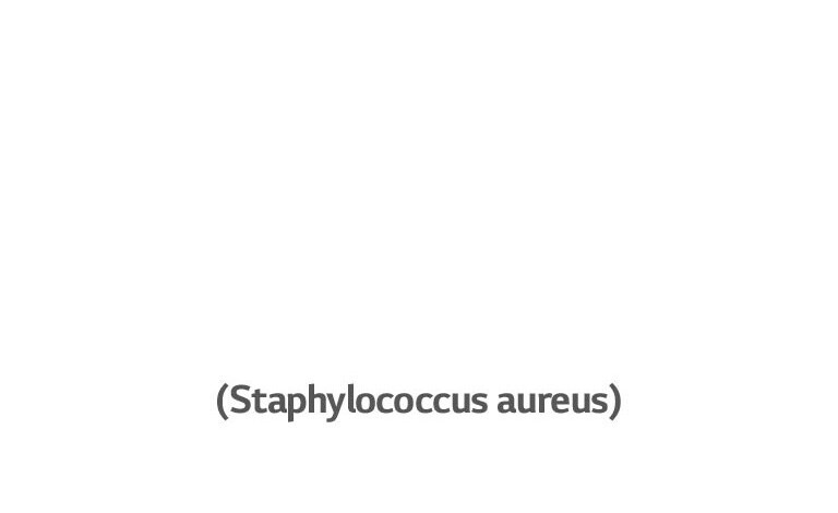 Staphylococcus aureus bakter põhjustab kõrvapõletikke.