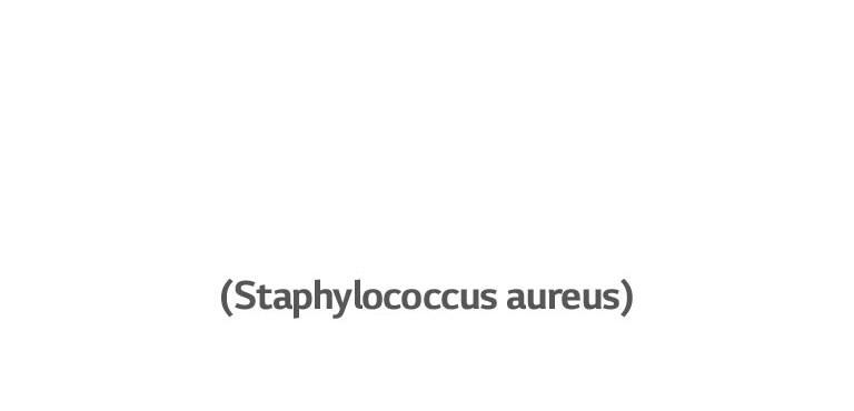 Staphylococcus aureus bakter põhjustab kõrvapõletikke.