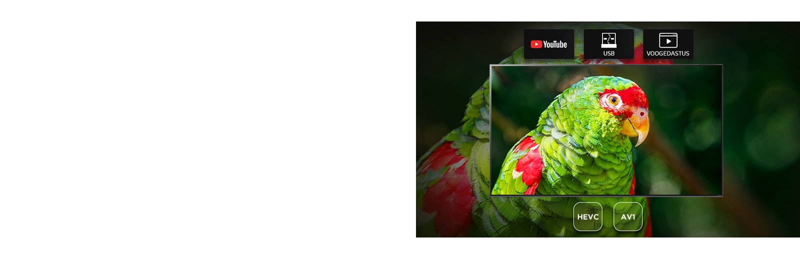 TV screen showing green parrot documentary with Youtube, USB and Streaming icons