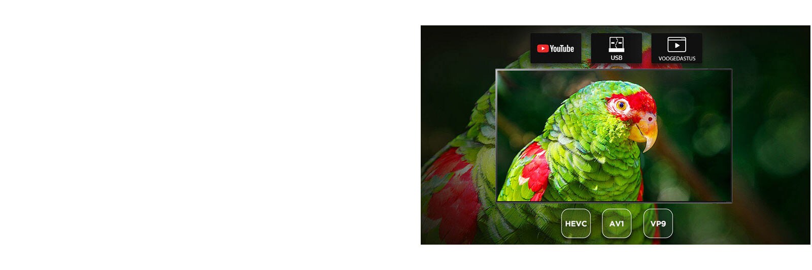 TV screen showing green parrot documentary with Youtube, USB and Streaming icons