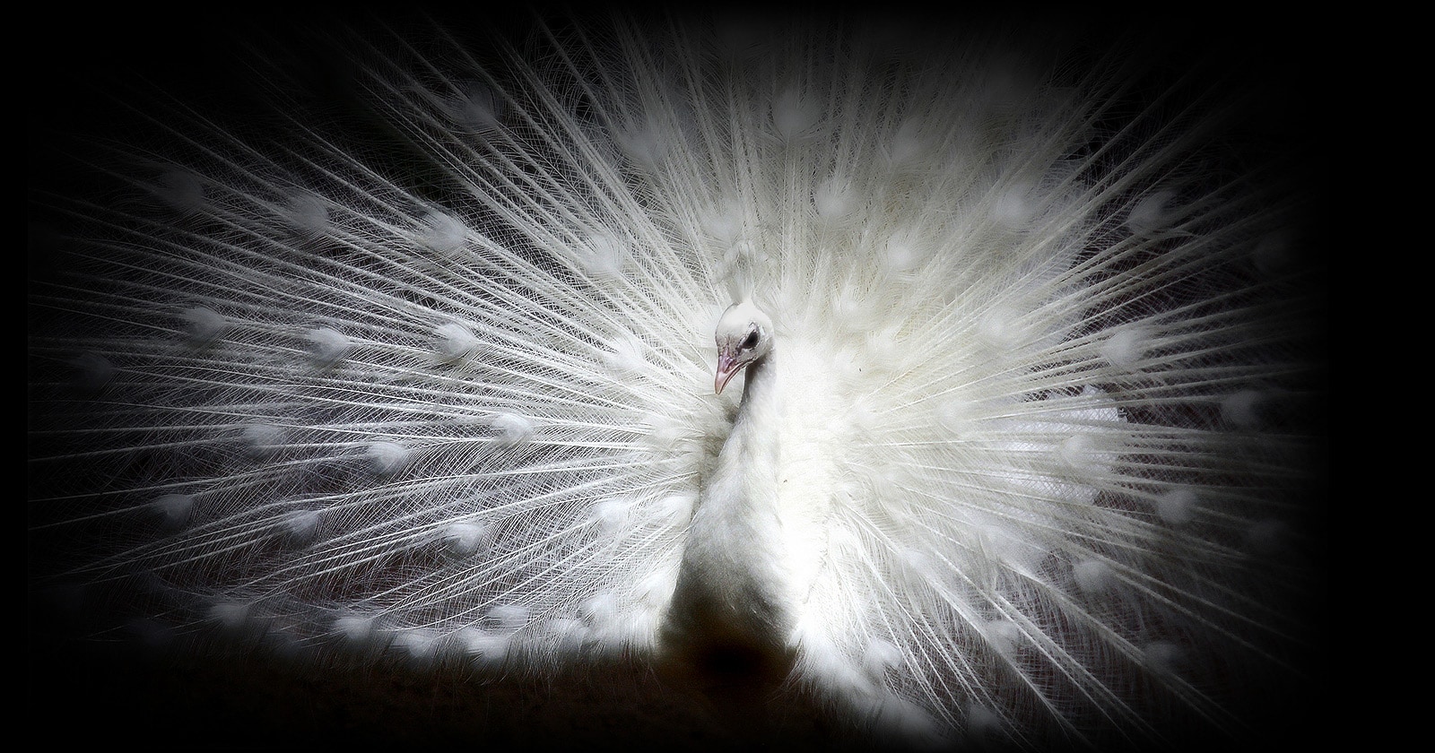 A picture of a white peacock against a black background on an LG OLED evo display shows each feather's intricate details clearly.