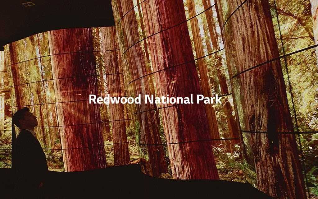 LG presented new lg oled canyon to bring the most stunning oled experience at lg ces 2018 showing redwood national park.