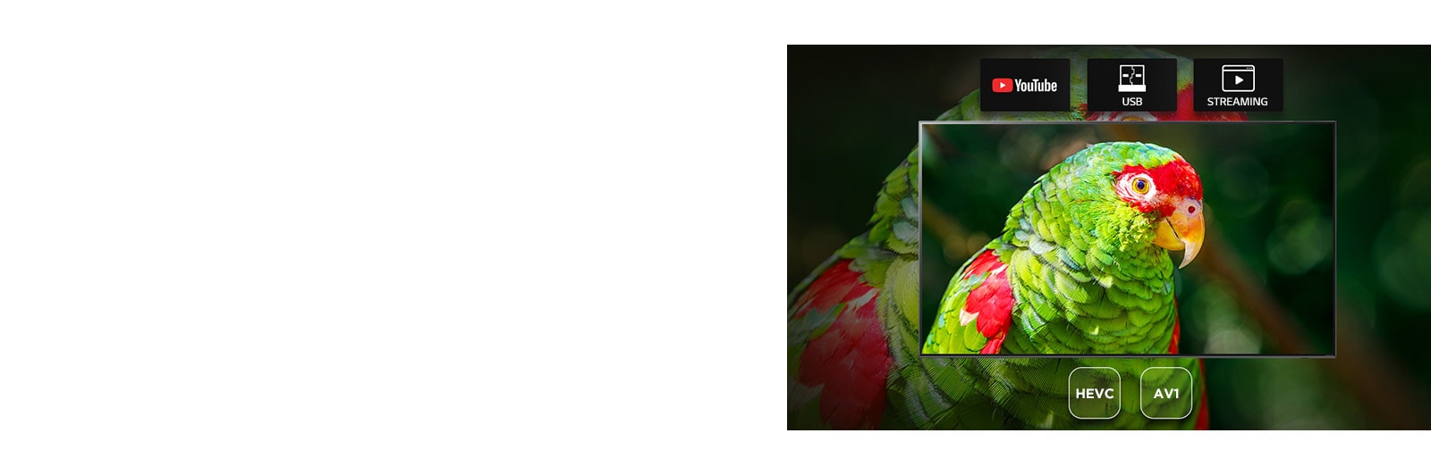 Tv-ruudulla näkyy dokumentti vihreistä papukaijoista sekä Youtube-, USB- ja Streaming-kuvakkeet