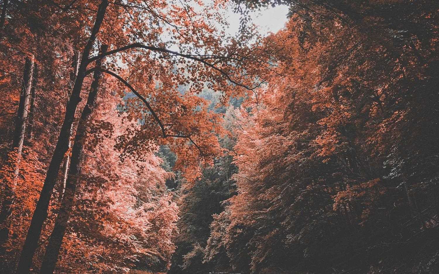 nous-vous-donnons-des-conseils-pour-capturer-les-couleurs-de-l-automne.jpg