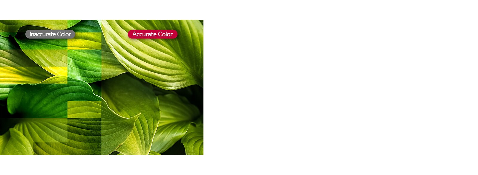 Vividness with Color Accuracy