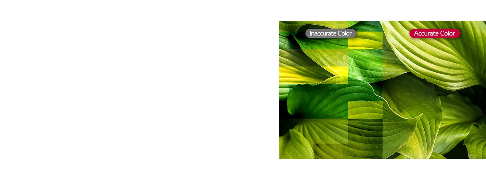 Vividness with Color Accuracy