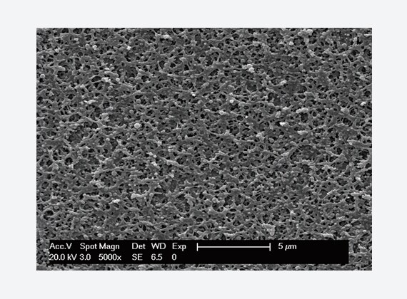 The picture of Membrane surface scanned by electronics microscope