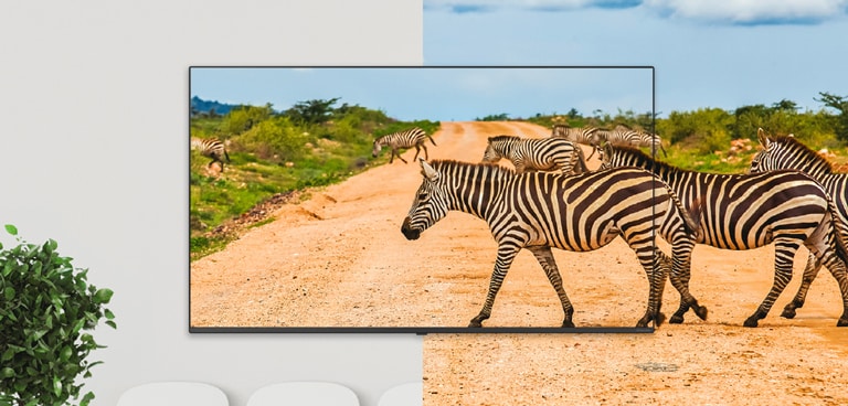 A TV's bezel is so thin that it reduces the difference between the screen and the real thing, so the zebras on the screen look lively.