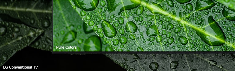 The comparison between NanoCell TV and LG Conventional TV, screening dews on a leaf.