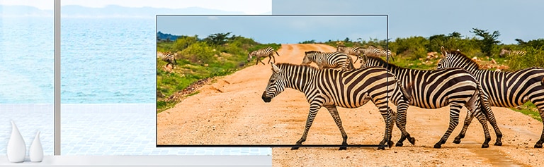 A TV's bezel is so thin that it reduces the difference between the screen and the real thing, so the zebras on the screen look lively.
