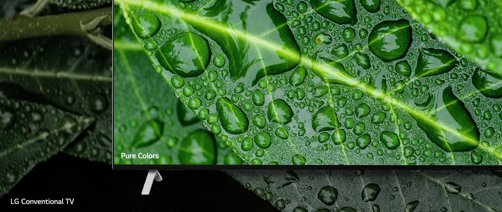 The comparison between NanoCell TV and LG Conventional TV, screening dews on a leaf.