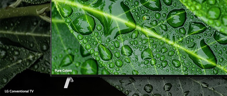 The comparison between NanoCell TV and LG Conventional TV, screening dews on a leaf.