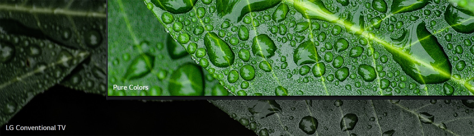 The comparison between NanoCell TV and LG Conventional TV, screening dews on a leaf.