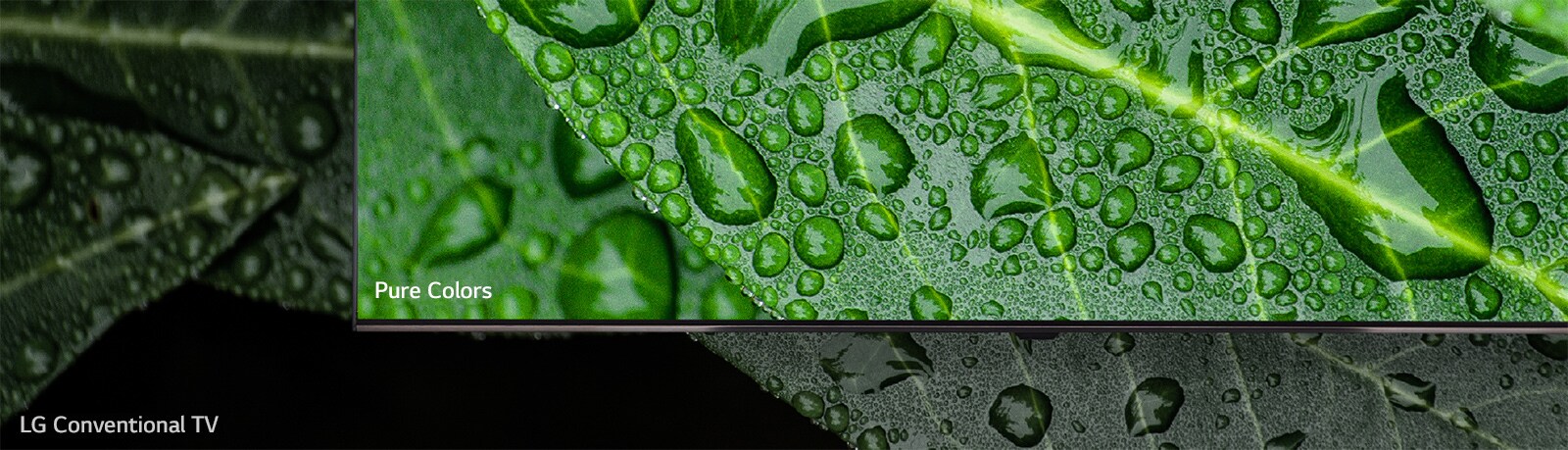 The comparison between NanoCell TV and LG Conventional TV, screening dews on a leaf.