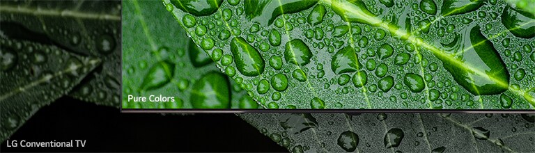 The comparison between NanoCell TV and LG Conventional TV, screening dews on a leaf.