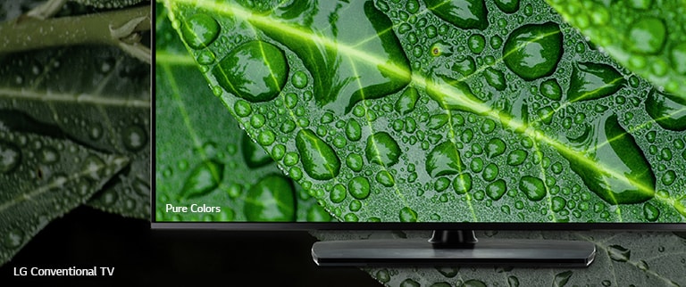 The comparison between NanoCell TV and LG Conventional TV, screening dews on a leaf.