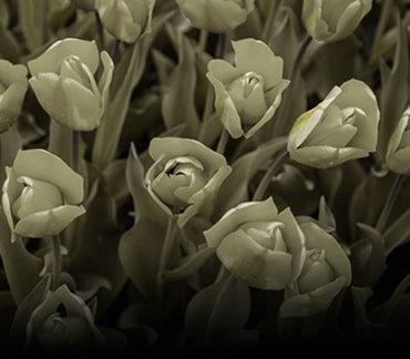 Image without color weakness mode applied.	