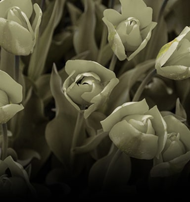 Image without color weakness mode applied.	