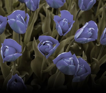 Image with color weakness mode applied.	