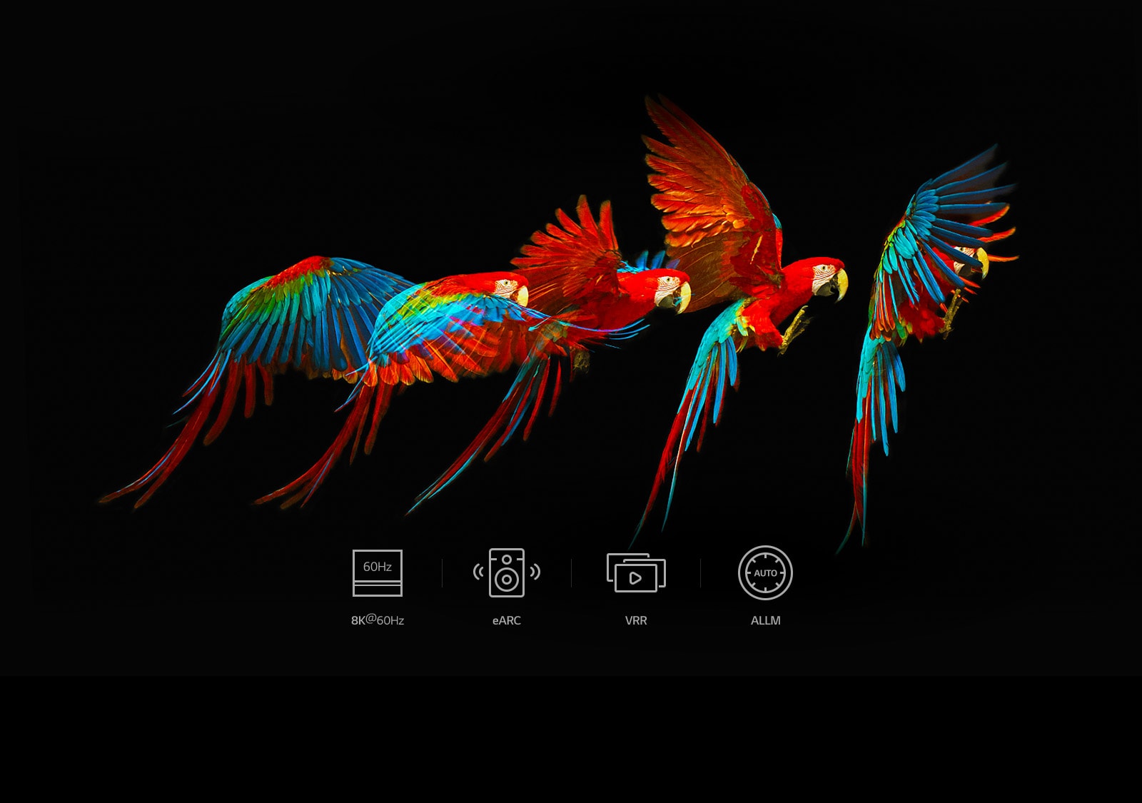 Continuous image of colorful parrot that is flying with the black screen