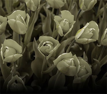 Εικόνα με εφαρμοσμένη λειτουργία δυσχρωματοψίας.