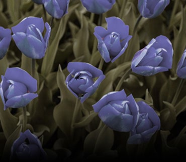 Εικόνα χωρίς εφαρμοσμένη λειτουργία δυσχρωματοψίας.