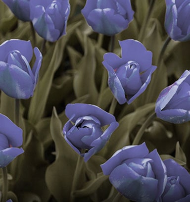 Εικόνα χωρίς εφαρμοσμένη λειτουργία δυσχρωματοψίας.