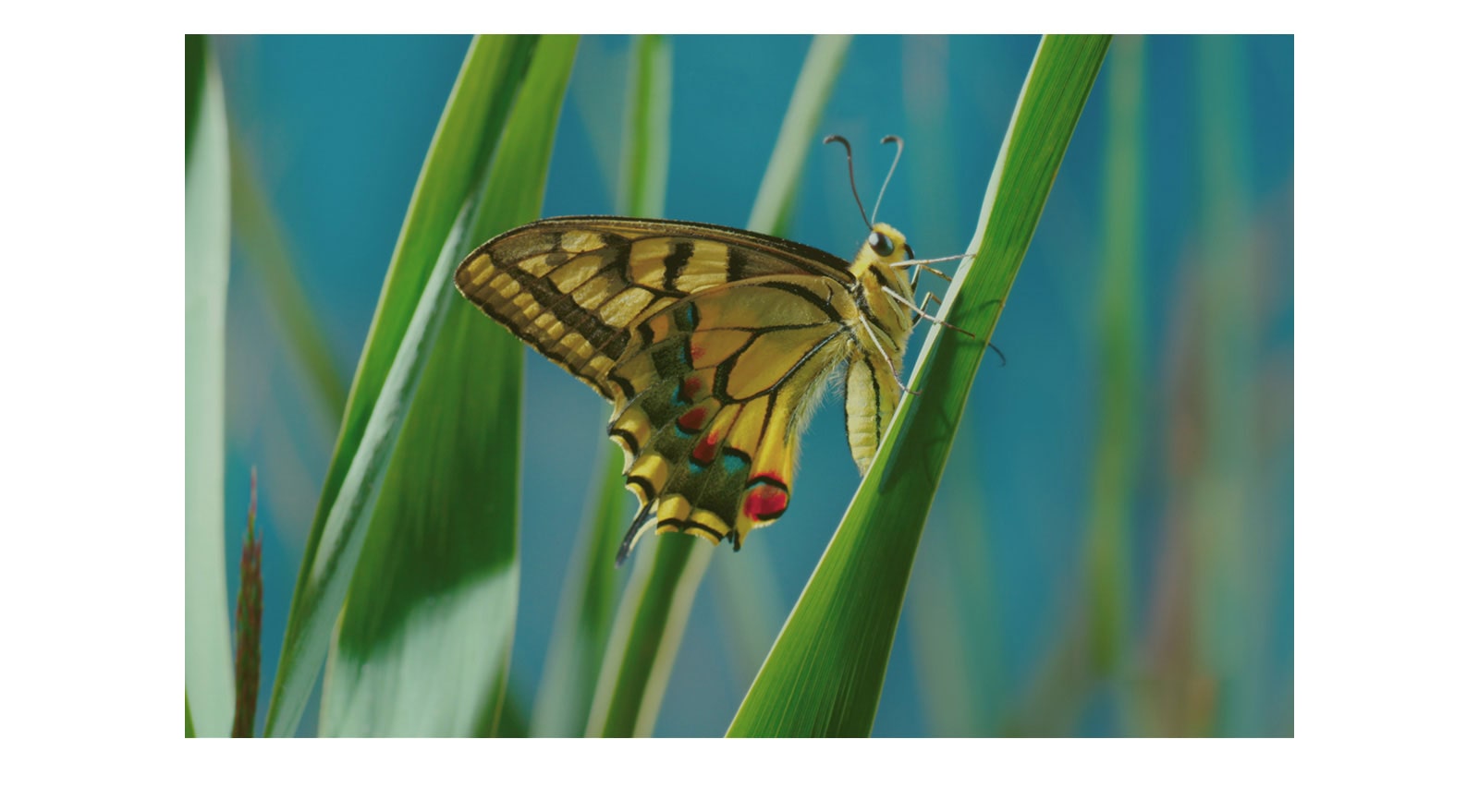   Βιώστε την απόλυτη ποιότητα εικόνας3
