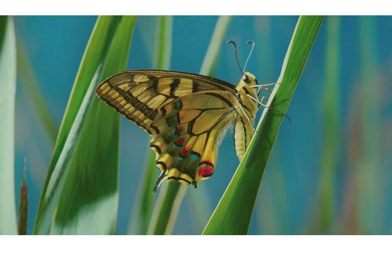   Βιώστε την απόλυτη ποιότητα εικόνας4