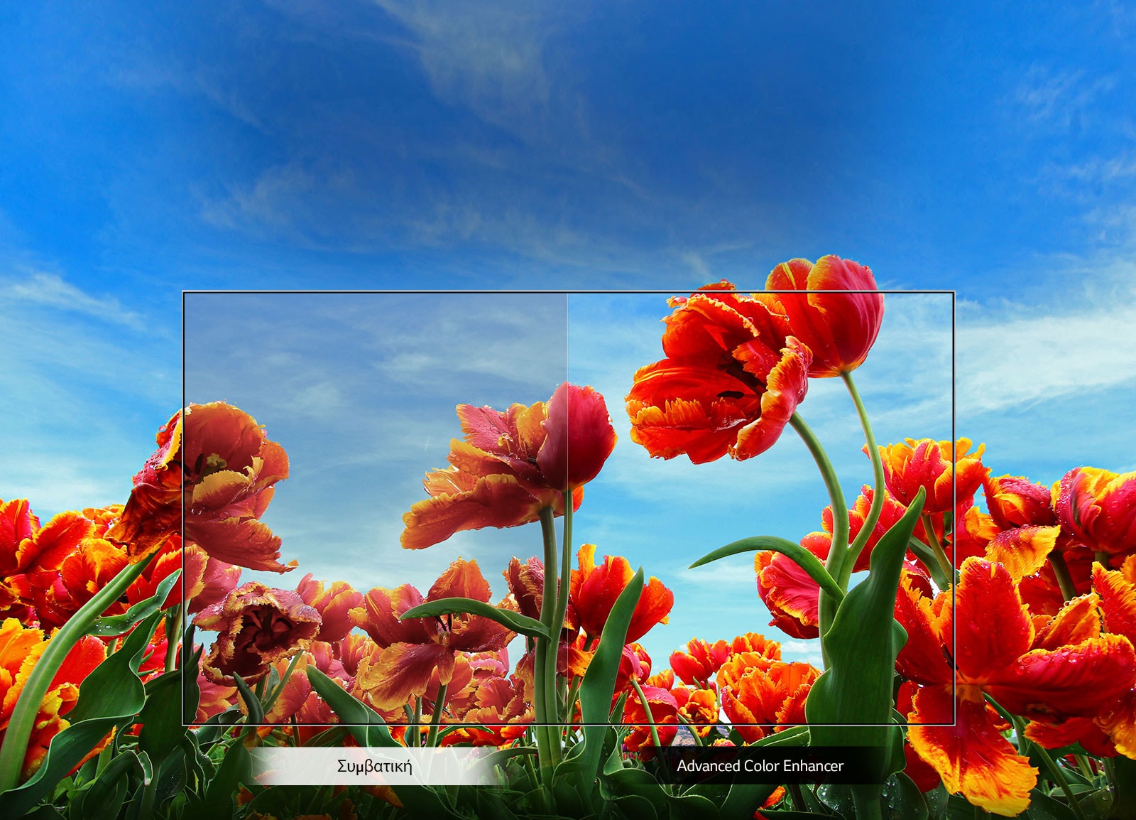 TV-HD-32-LM55-01-Dynamic-Color-Desktop_v