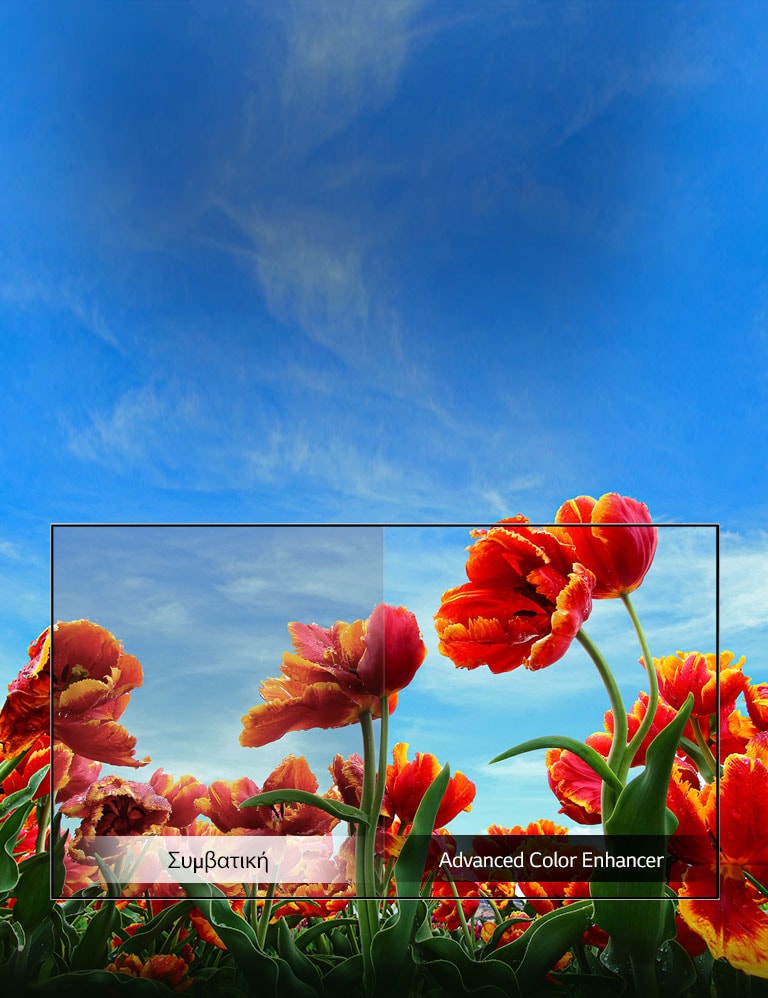 TV-HD-32-LM55-01-Dynamic-Color-Mobile_v