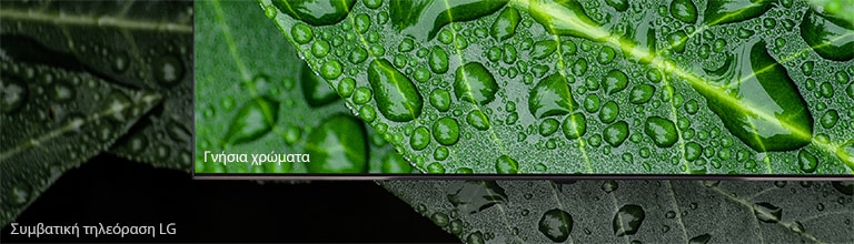 Σύγκριση μεταξύ τηλεόρασης NanoCell και συμβατικής τηλεόρασης της LG, όπου απεικονίζονται δροσοσταλίδες σε ένα φύλλο.