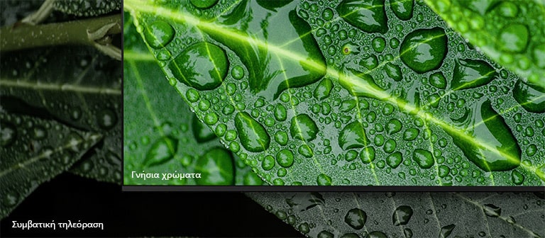 Πραγματική ανάλυση 4Κ με σαφή χρώματα