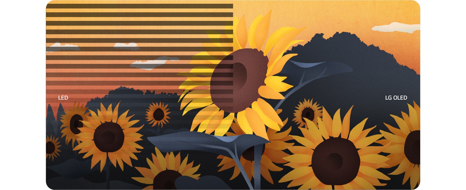 Ilustracija suncokreta podijeljena je po sredini na zaslonima LED i LG OLED s obje strane. Treperenje zaslona pojavljuje se samo na strani sa zaslonom LED.