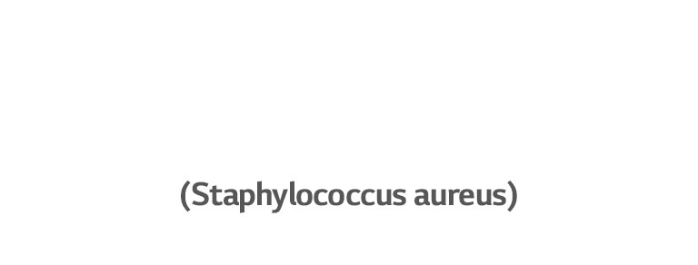 Staphylococcus aureus, bakterija koja uzrokuje infekcije uha.