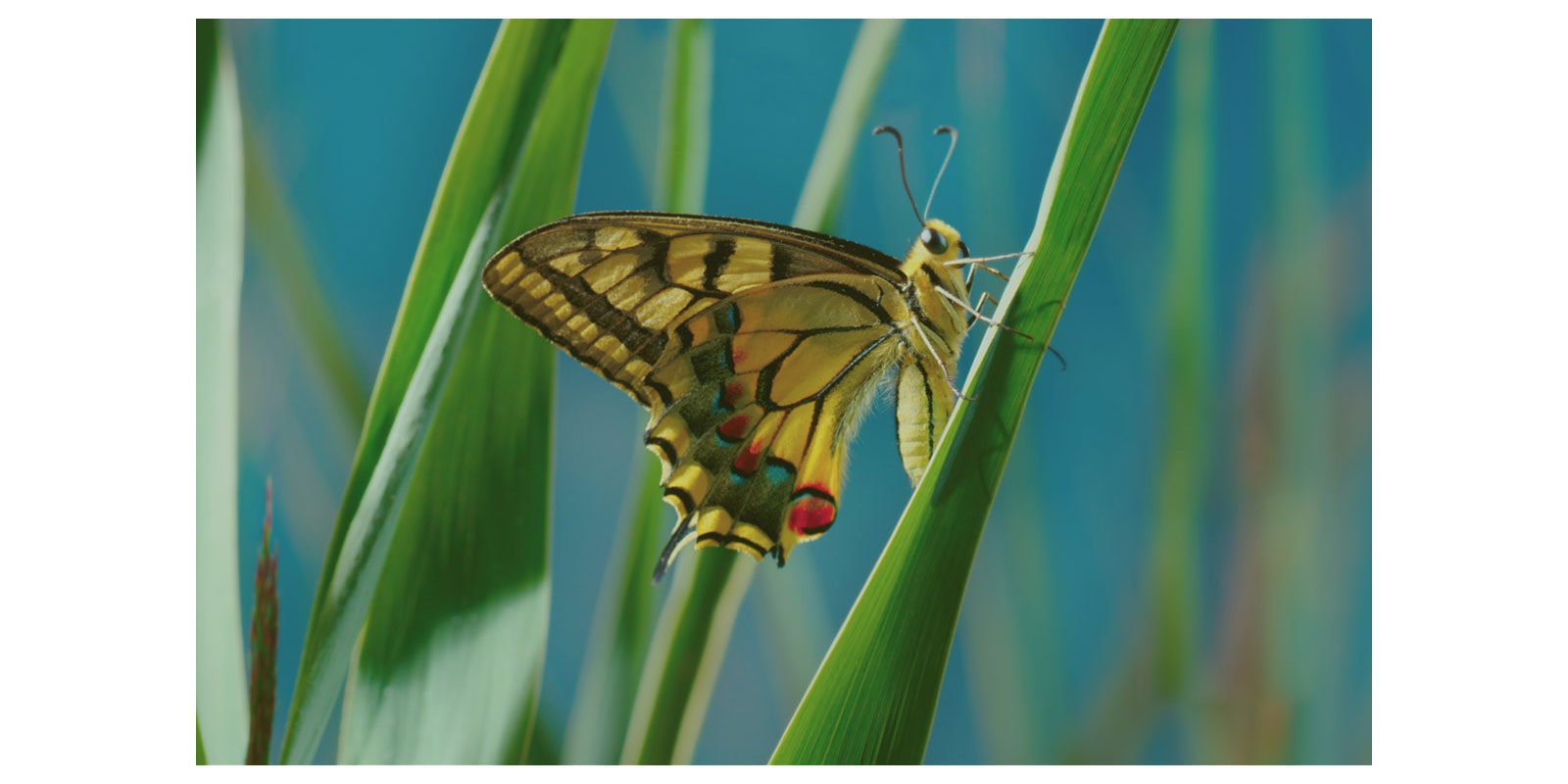 Doživite vrhunsku kvalitetu slike3