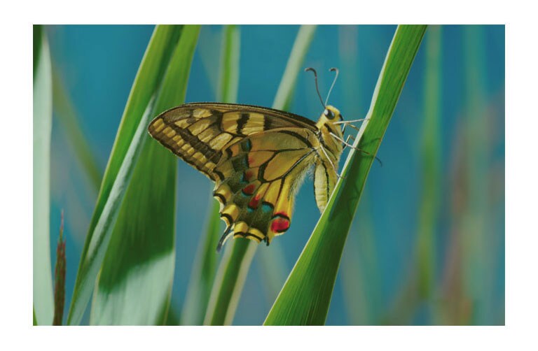 Doživite vrhunsku kvalitetu slike4