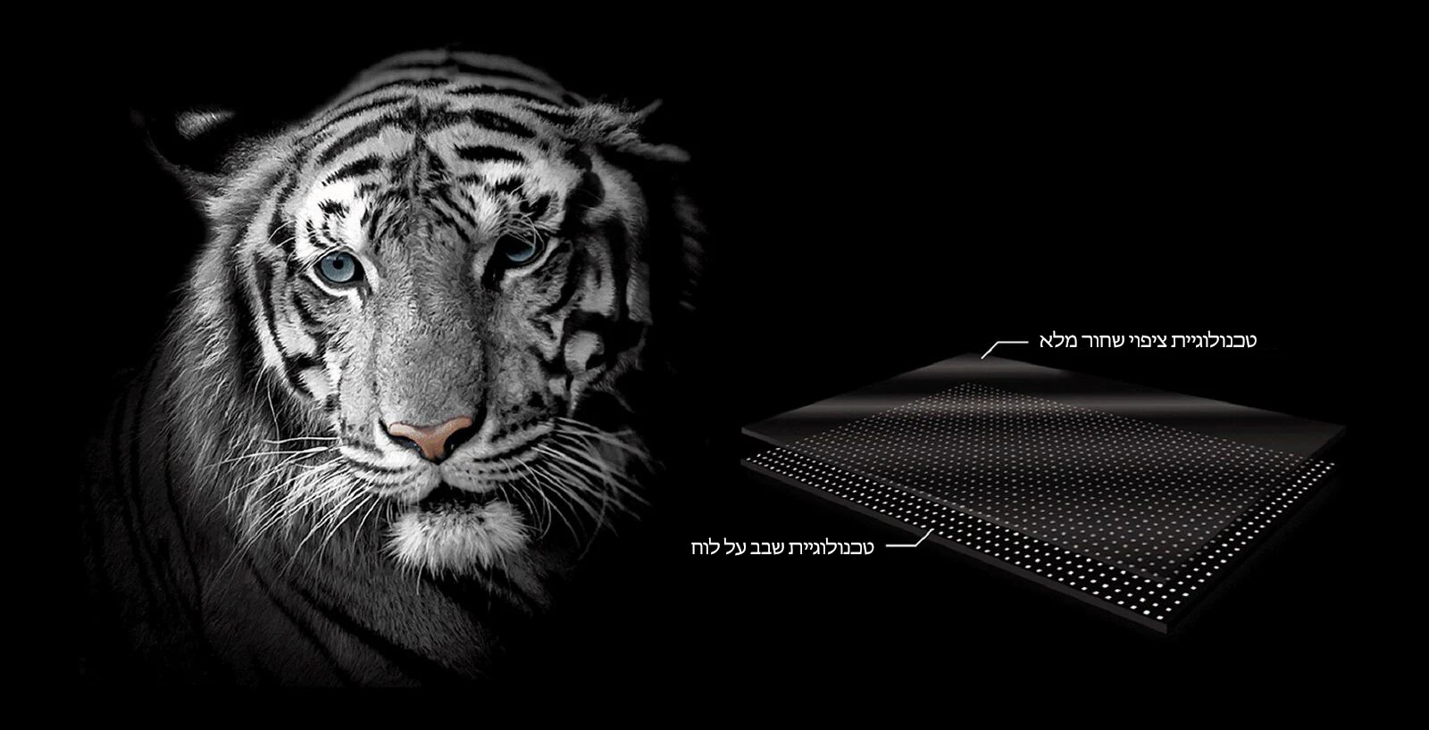 פנים של נמר לבן על מנת להדגיש את הצבע השחור