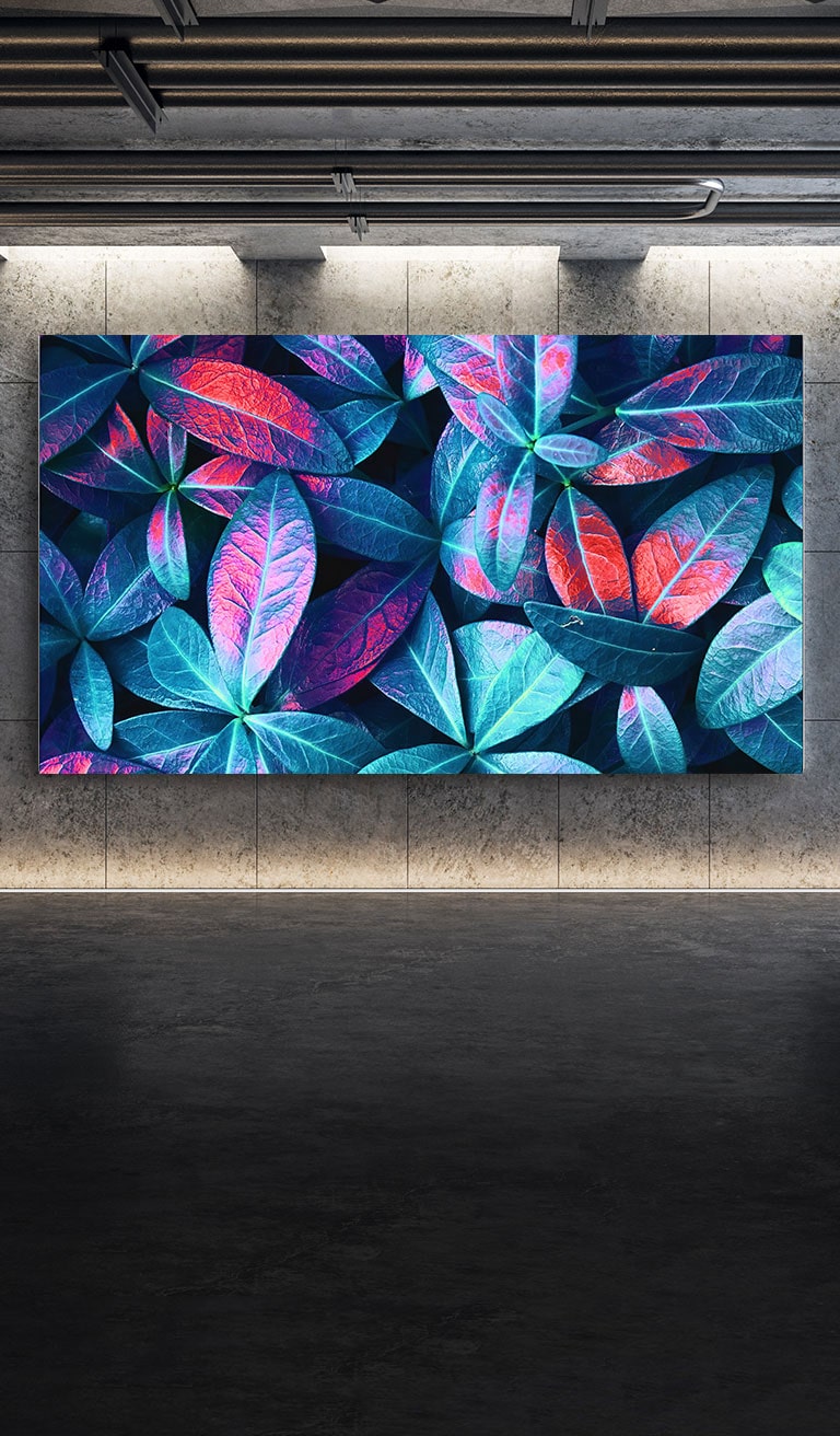 טלוויזיית LG QNED MiniLED תלויה על קיר אפור. במסך מוצג תקריב של עלים גדולים בגוונים שונים של ירוק, כחול ואדום.